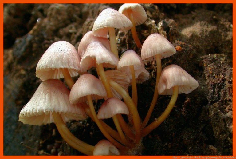 Pilze - UniversitÃ¤t Ulm für fortpflanzung pilze arbeitsblatt