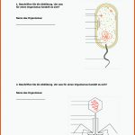 Pin Auf Abitur Vorbereitung Fuer Bakterien Aufbau Arbeitsblatt