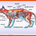 Pin Auf Anatomie Tier Fuer Skelett Säugetiere Arbeitsblatt
