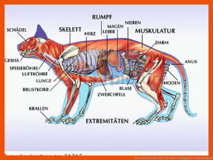 Pin auf Anatomie Tier für skelett säugetiere arbeitsblatt