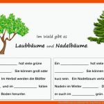 Pin Auf BÃ¤ume Grundschule Fuer Nadelbäume Bestimmen Arbeitsblatt