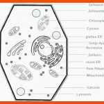 Pin Auf Biologie Fuer Chloroplast Bau Und Funktion Arbeitsblatt