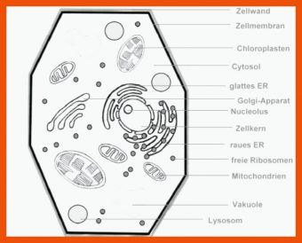 8 Chloroplast Bau Und Funktion Arbeitsblatt