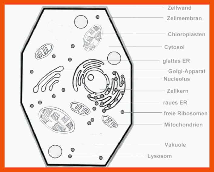 Pin auf Biologie für chloroplast bau und funktion arbeitsblatt