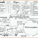Pin Auf Biologie Sekundarstufe Unterrichtsmaterialien Fuer Amphibien Merkmale Arbeitsblatt
