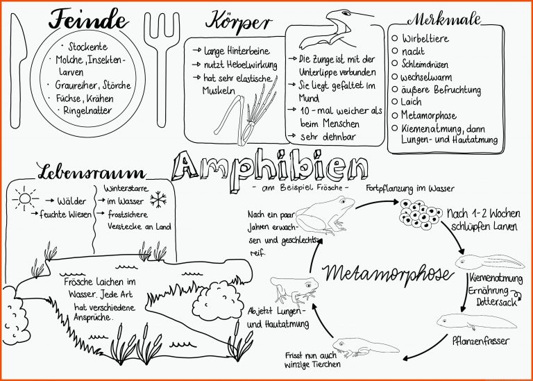 Pin auf Biologie Sekundarstufe Unterrichtsmaterialien für amphibien merkmale arbeitsblatt