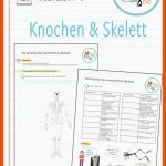 Pin Auf Biologie Sekundarstufe Unterrichtsmaterialien Fuer Arbeitsblätter Anatomie Pdf