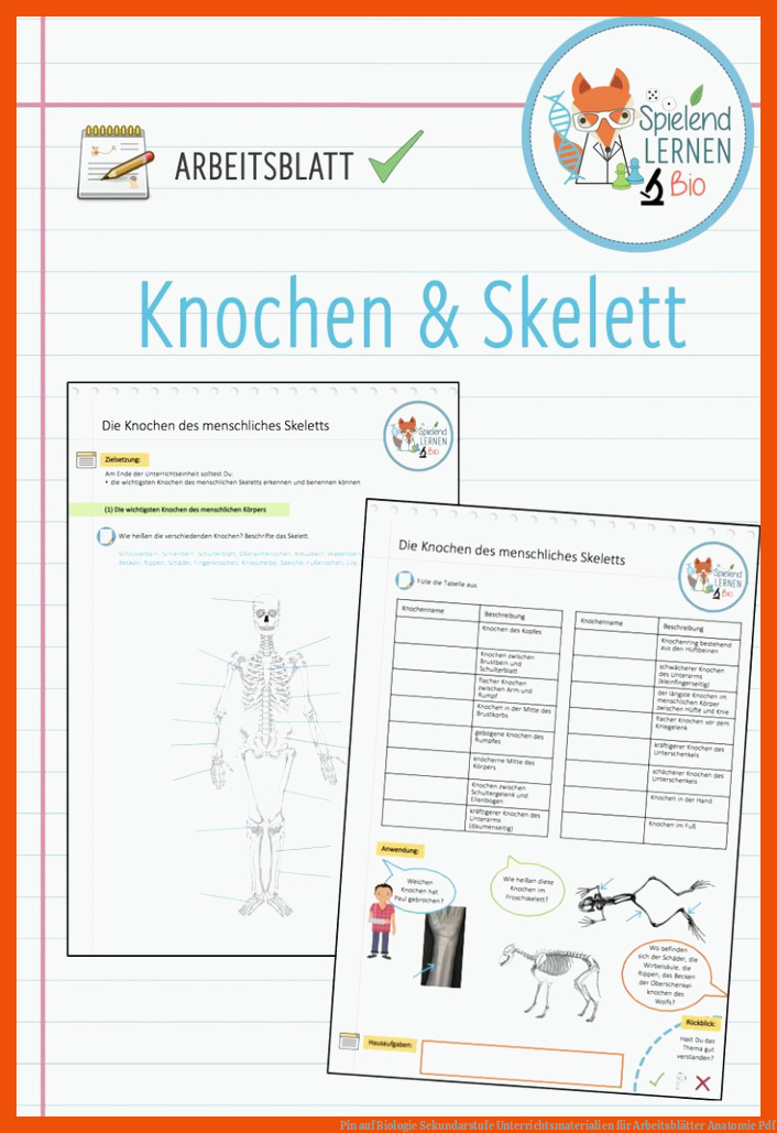 Pin auf Biologie Sekundarstufe Unterrichtsmaterialien für arbeitsblätter anatomie pdf