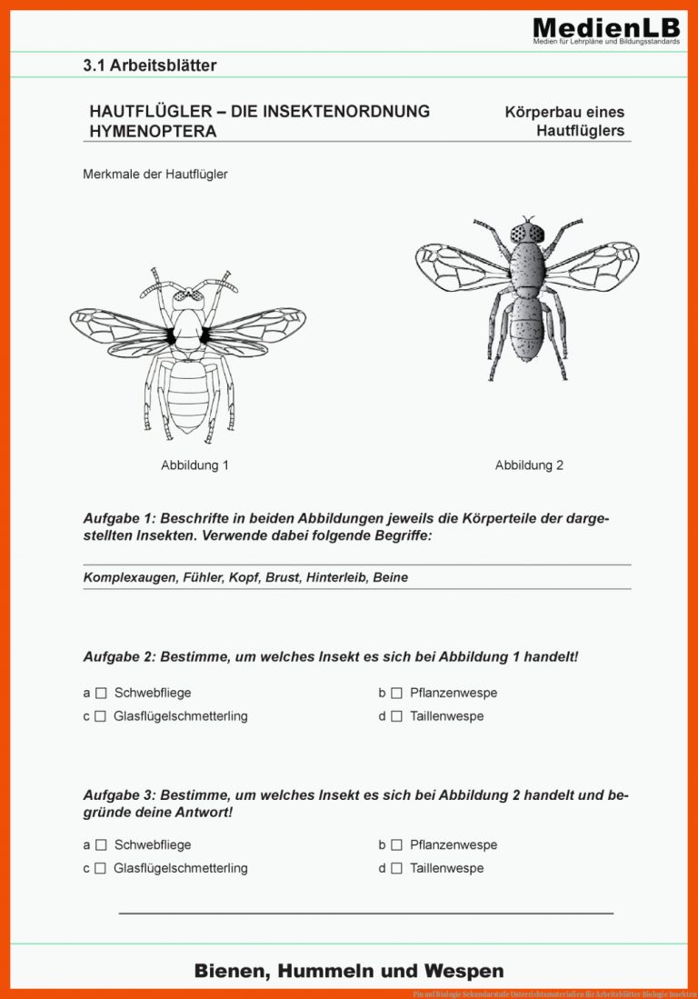 Pin auf Biologie Sekundarstufe Unterrichtsmaterialien für arbeitsblätter biologie insekten