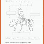 Pin Auf Biologie Sekundarstufe Unterrichtsmaterialien Fuer Arbeitsblätter Biologie Insekten