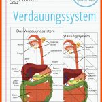 Pin Auf Biologie Sekundarstufe Unterrichtsmaterialien Fuer Arbeitsblätter Verdauungssystem Anatomie