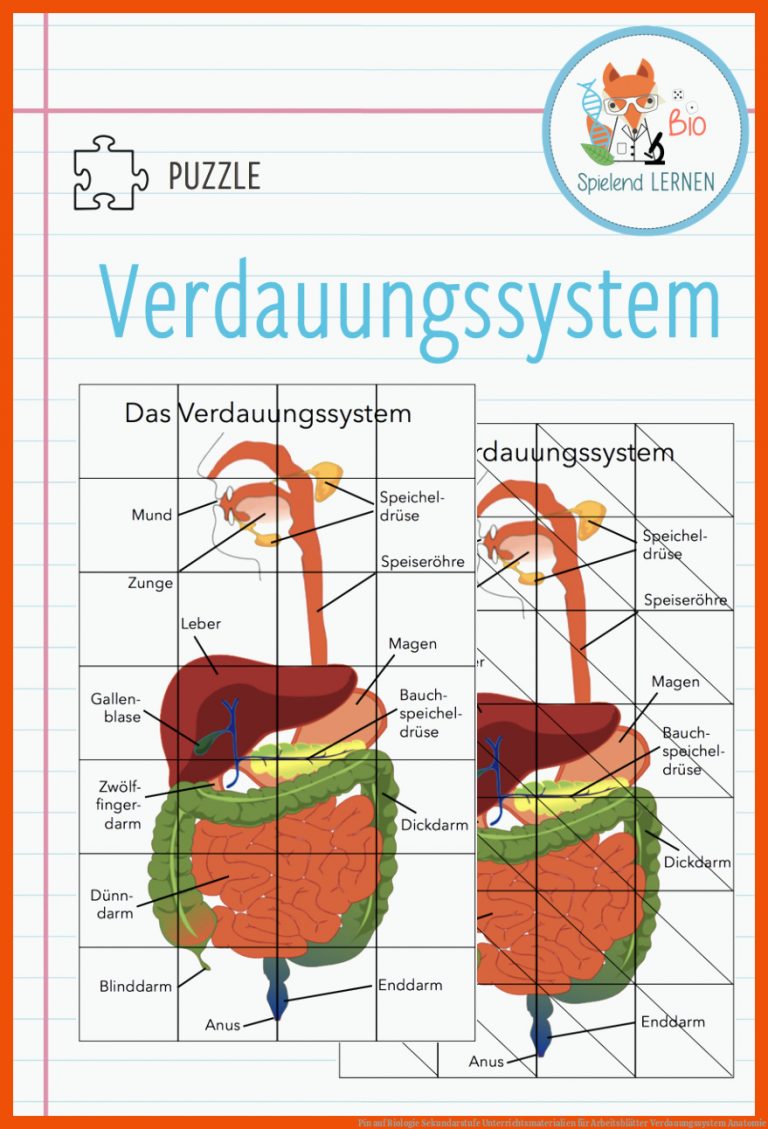 Pin auf Biologie Sekundarstufe Unterrichtsmaterialien für arbeitsblätter verdauungssystem anatomie