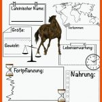Pin Auf Biologie Sekundarstufe Unterrichtsmaterialien Fuer Arbeitsblatt Pferd Biologie