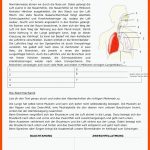 Pin Auf Biologie Sekundarstufe Unterrichtsmaterialien Fuer atmungssystem Arbeitsblatt