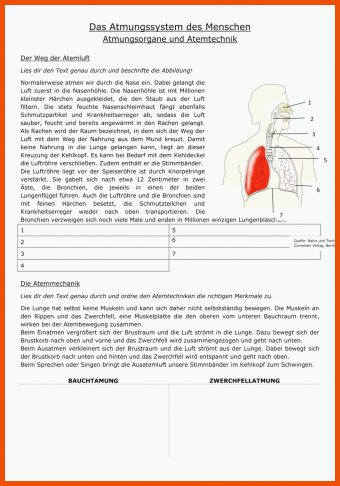 Atmungssystem Arbeitsblatt
