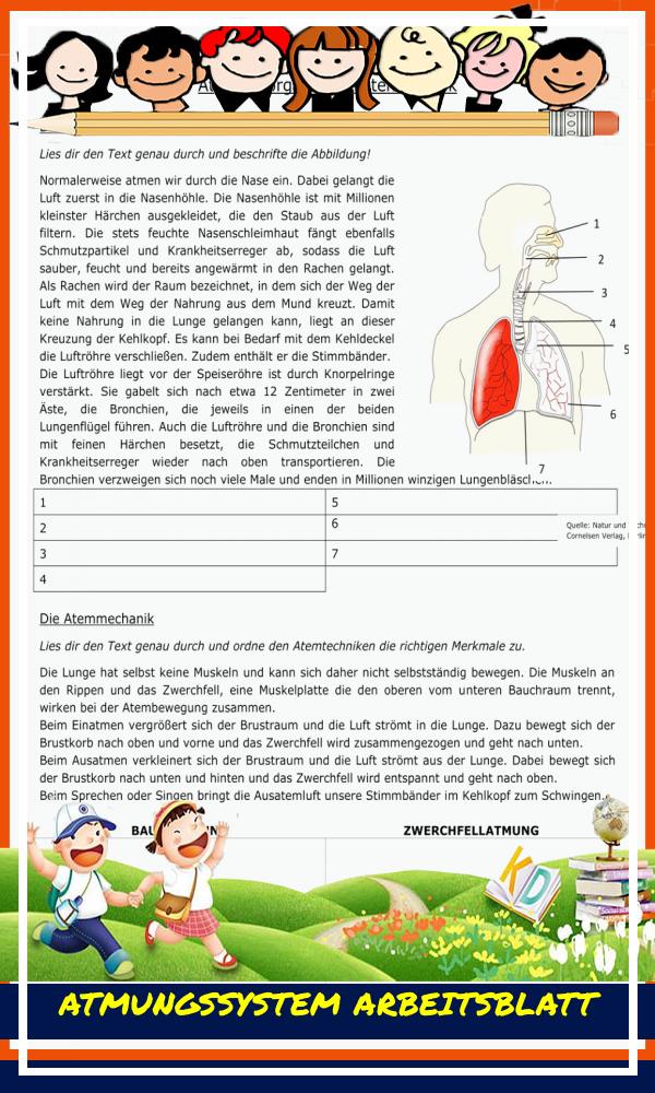 Atmungssystem Arbeitsblatt