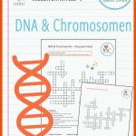 Pin Auf Biologie Sekundarstufe Unterrichtsmaterialien Fuer Aufbau Eines Chromosoms Arbeitsblatt Lösungen
