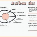 Pin Auf Biologie Sekundarstufe Unterrichtsmaterialien Fuer Aufbau Hühnerei Arbeitsblatt