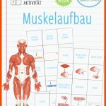 Pin Auf Biologie Sekundarstufe Unterrichtsmaterialien Fuer Aufbau Muskel Arbeitsblatt
