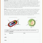 Pin Auf Biologie Sekundarstufe Unterrichtsmaterialien Fuer Bakterien Aufbau Arbeitsblatt