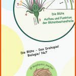 Pin Auf Biologie Sekundarstufe Unterrichtsmaterialien Fuer Blütenaufbau Arbeitsblatt