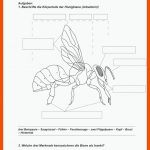 Pin Auf Biologie Sekundarstufe Unterrichtsmaterialien Fuer Der Bienenstaat Arbeitsblatt