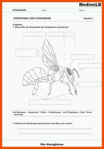 10 Der Bienenstaat Arbeitsblatt