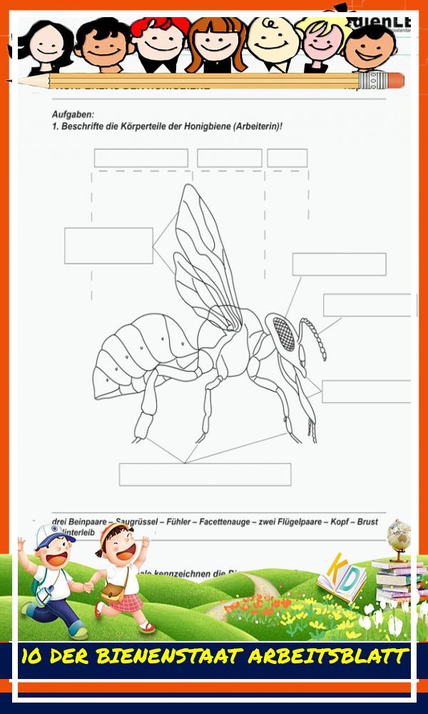 10 Der Bienenstaat Arbeitsblatt