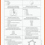 Pin Auf Biologie Sekundarstufe Unterrichtsmaterialien Fuer Der Weg Der atemluft Arbeitsblatt Lösung