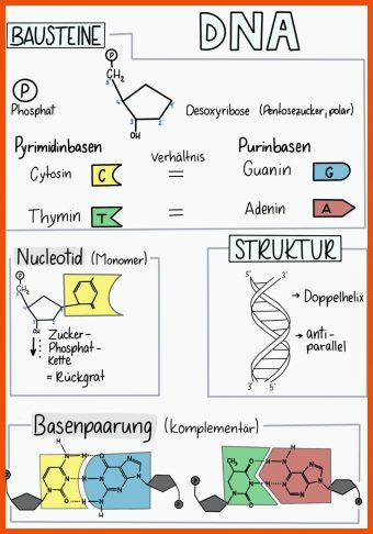 21 Dna Arbeitsblatt