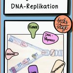 Pin Auf Biologie Sekundarstufe Unterrichtsmaterialien Fuer Dna Replikation Arbeitsblatt