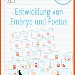 Pin Auf Biologie Sekundarstufe Unterrichtsmaterialien Fuer Entwicklung Von Embryo Und Fetus Arbeitsblatt Lösungen