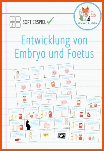 12 Entwicklung Von Embryo Und Fetus Arbeitsblatt Lösungen