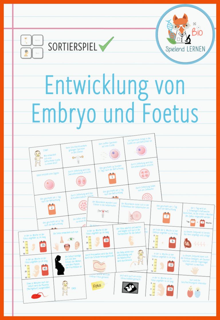 Pin auf Biologie Sekundarstufe Unterrichtsmaterialien für entwicklung von embryo und fetus arbeitsblatt lösungen