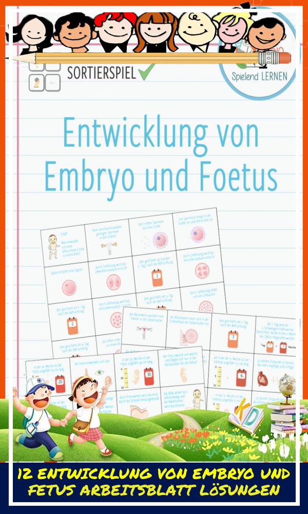 12 Entwicklung Von Embryo Und Fetus Arbeitsblatt Lösungen