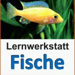 Pin Auf Biologie Sekundarstufe Unterrichtsmaterialien Fuer Friedfisch Und Raubfisch Arbeitsblatt