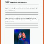 Pin Auf Biologie Sekundarstufe Unterrichtsmaterialien Fuer Gasaustausch Lungenbläschen Arbeitsblatt