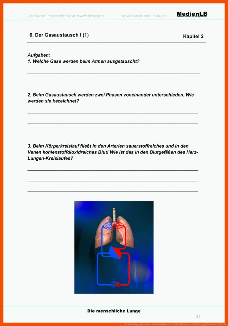 Pin auf Biologie Sekundarstufe Unterrichtsmaterialien für gasaustausch lungenbläschen arbeitsblatt