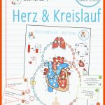 Pin Auf Biologie Sekundarstufe Unterrichtsmaterialien Fuer Herz Arbeitsblatt 6. Klasse