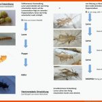 Pin Auf Biologie Sekundarstufe Unterrichtsmaterialien Fuer Insekten Arbeitsblatt Pdf