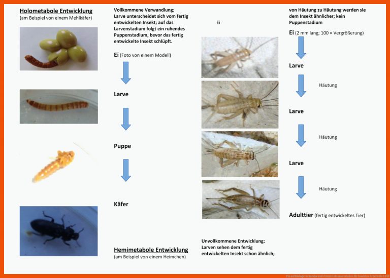 Pin auf Biologie Sekundarstufe Unterrichtsmaterialien für insekten arbeitsblatt pdf