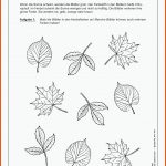 Pin Auf Biologie Sekundarstufe Unterrichtsmaterialien Fuer Laubbäume Blätter Bestimmen Arbeitsblatt