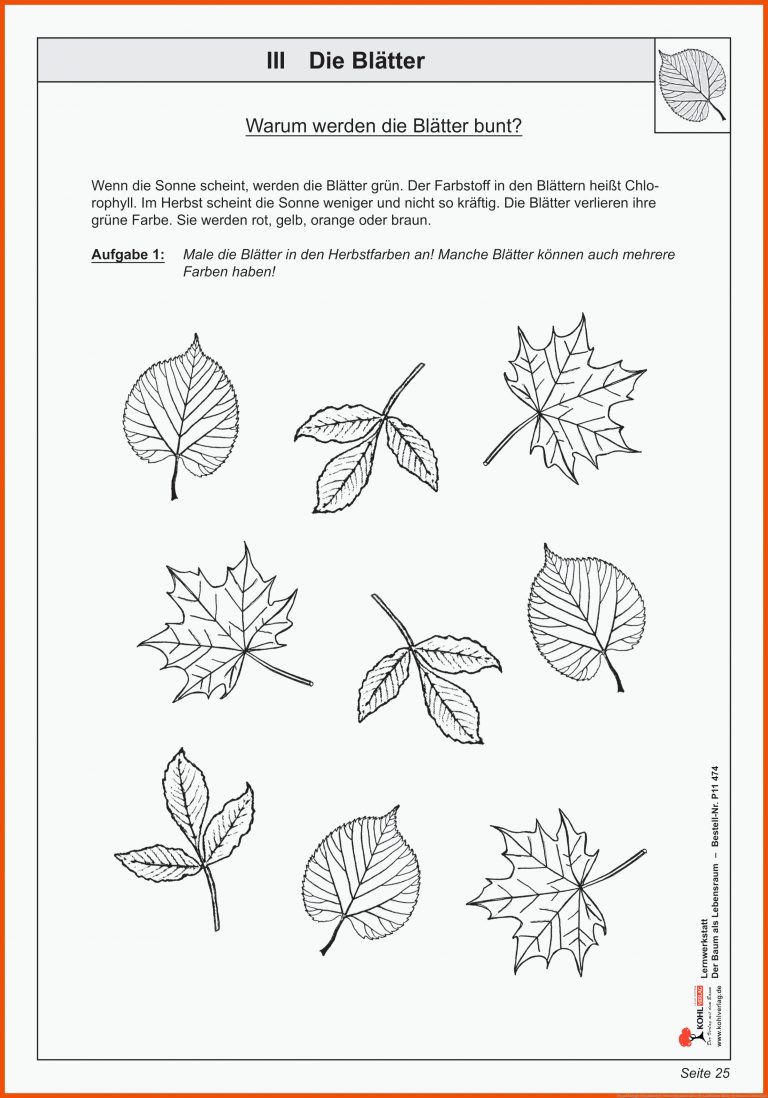 Pin Auf Biologie Sekundarstufe Unterrichtsmaterialien Fuer Laubbäume Blätter Bestimmen Arbeitsblatt