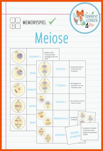 Meiose Arbeitsblatt