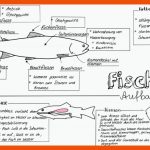 Pin Auf Biologie Sekundarstufe Unterrichtsmaterialien Fuer Merkmale Der Fische Arbeitsblatt