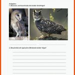 Pin Auf Biologie Sekundarstufe Unterrichtsmaterialien Fuer Merkmale Vögel Arbeitsblatt