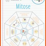 Pin Auf Biologie Sekundarstufe Unterrichtsmaterialien Fuer Mitose Arbeitsblatt