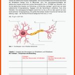 Pin Auf Biologie Sekundarstufe Unterrichtsmaterialien Fuer Nervenzelle Aufbau Arbeitsblatt
