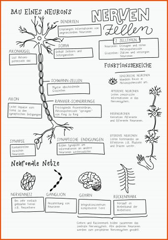 Nervenzelle Aufbau Arbeitsblatt