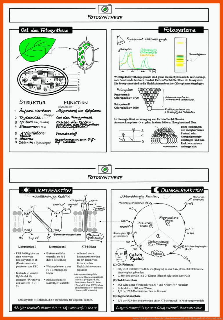 Pin auf Biologie Sekundarstufe Unterrichtsmaterialien für ökologische nische arbeitsblatt